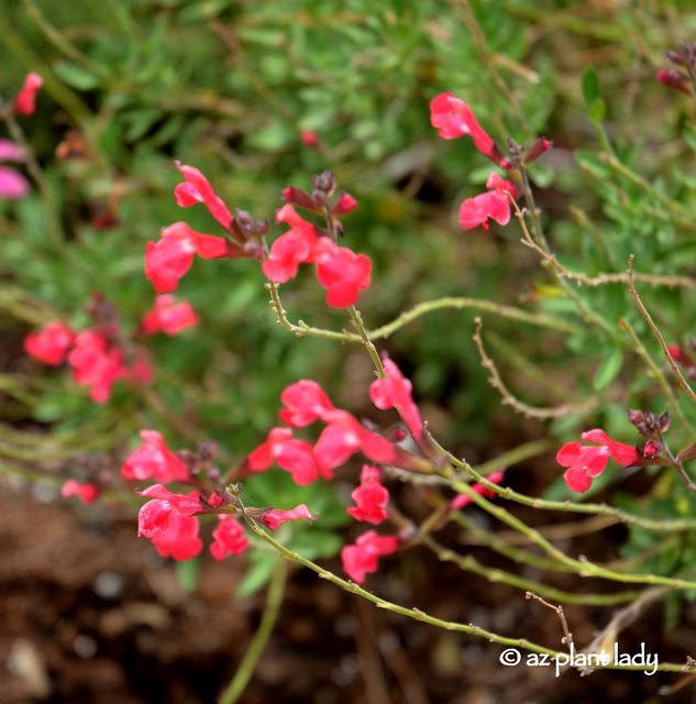 Coral Autumn Sage (Salvia greggii 'Coral)