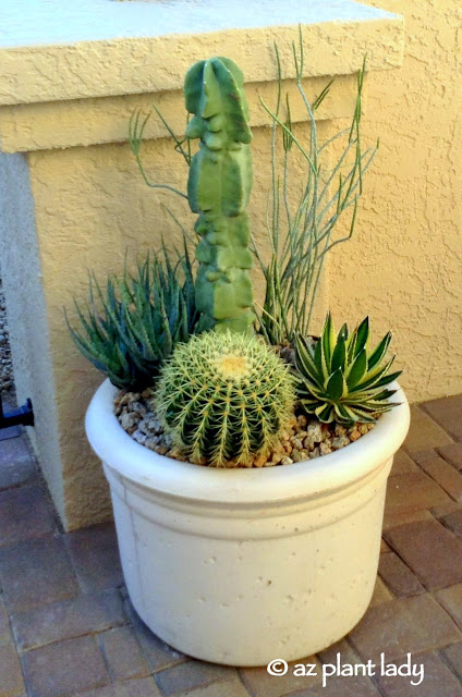 Getting Potted In The Desert