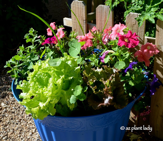 Flower and Vegetable Container Garden