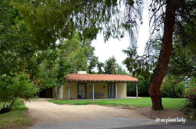 Small adobe homes sit on large lots with large, mature trees and shrubs.  