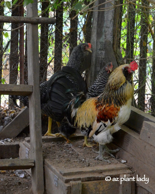 olorful rooster and his chickens