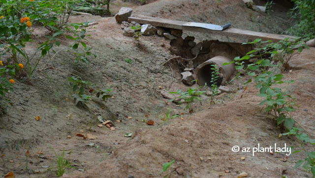 flood irrigation