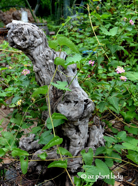gnarled tree root sits among vines