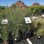 Desert Botanical Garden's annual fall plant sale