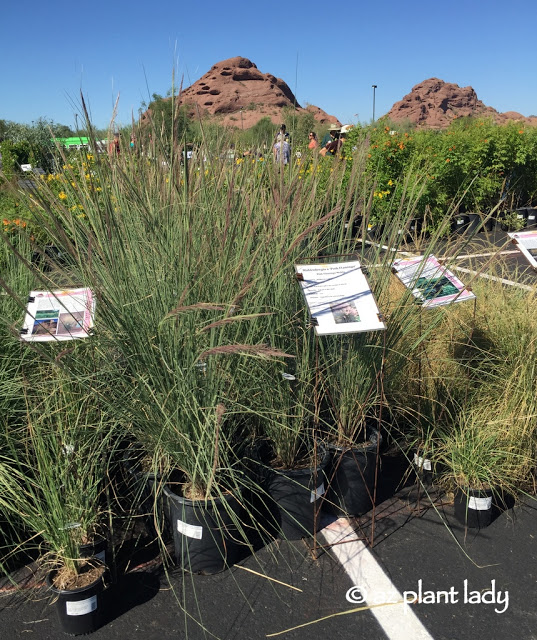 Desert Botanical Garden's annual fall plant sale