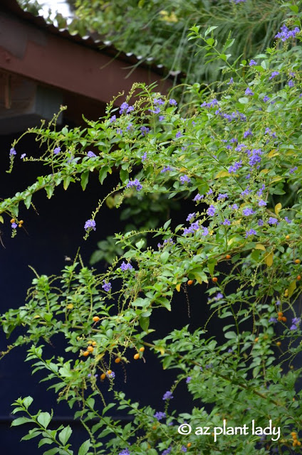 skyflower (Duranta erecta) 