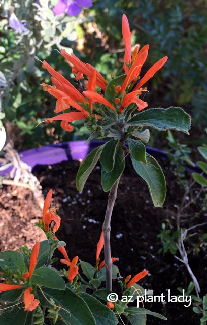 Mexican Honeysuckle