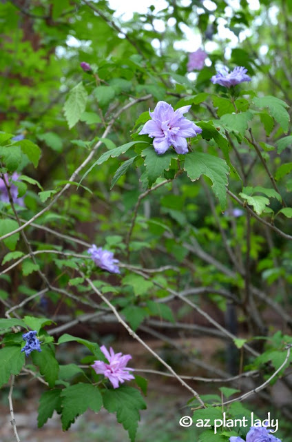 Rose of Sharon (Hibiscus syriacus)