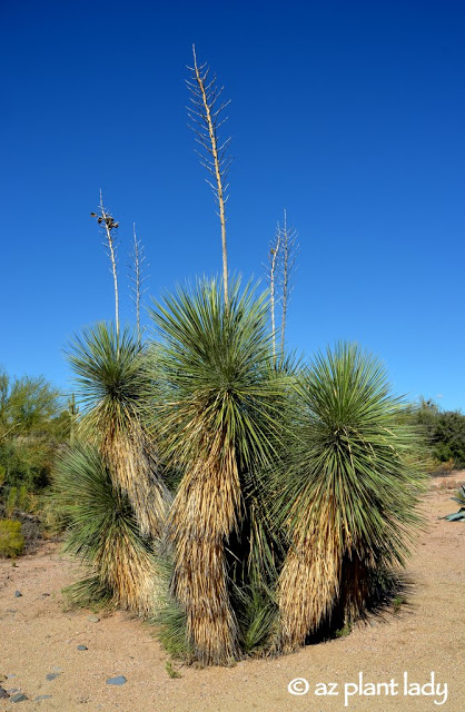 soaptree yucca (Yucca elata)