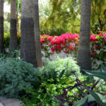 bougainvilleaartemisia