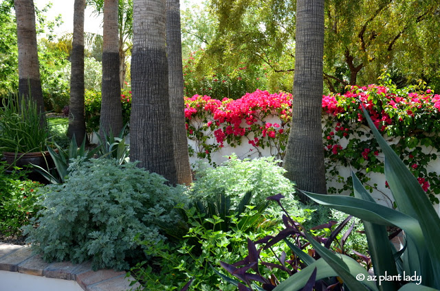 bougainvilleaartemisia