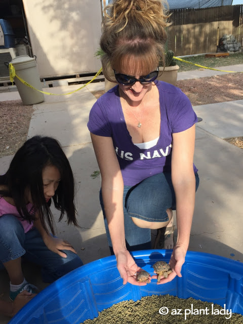 Sonoran Tortoise Adoption Facility - checking out the baby tortoises