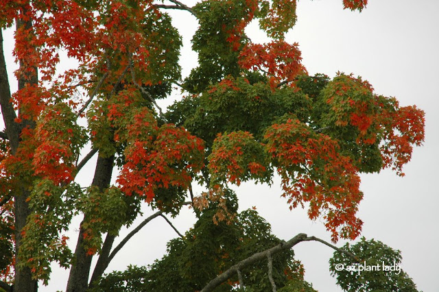 Fall Foliage we enjoyed on a trip to Williamsburg, VA several years ago.