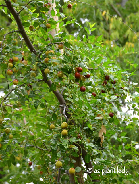  jujube (Ziziphus jujube) tree