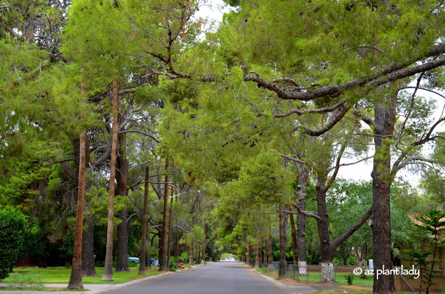 neighborhood in Phoenix an Historic Garden