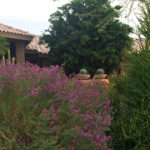 Dalea_frutescens