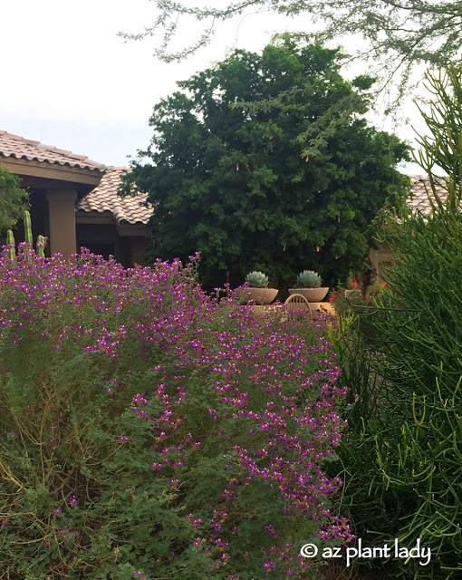 Purple Blooms for the Fall Garden