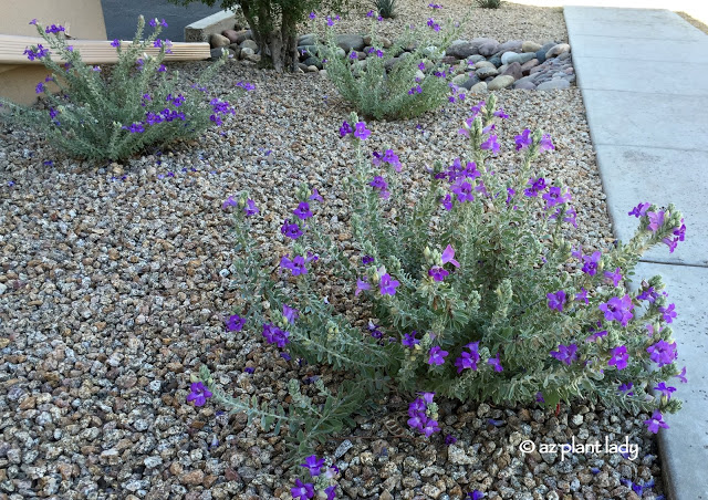 Blue Bells (Eremophila hygrophana) flowers all year long, is drought tolerant, thrives in full sun to filtered shade and is hardy to 17 degrees F. Still in bloom in November