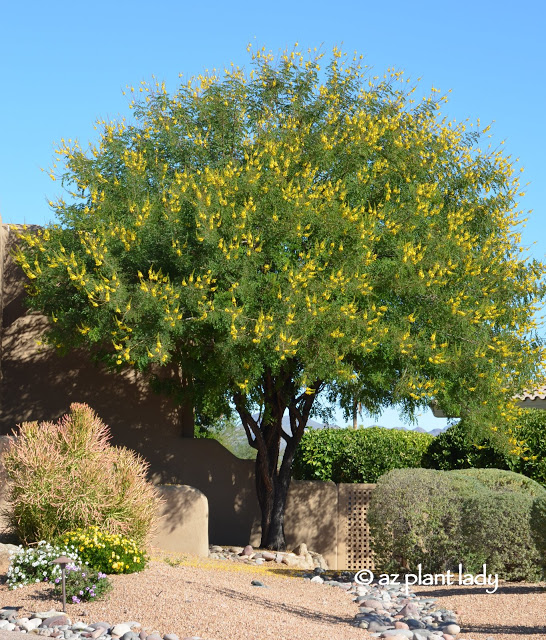 The Cascalote tree (Caesalpinia cacalaco) flowers in fall and on into early winter, is drought tolerant, thrives in full sun and is hardy to 20 degrees F.  While thorny, there is a new variety with a smooth trunk, called 'Smoothie'.  Still in bloom in November