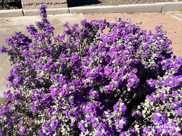 blue ranger(Leucophyllum zygophyllum)