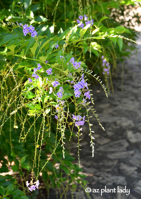 skyflower(Duranta erecta)