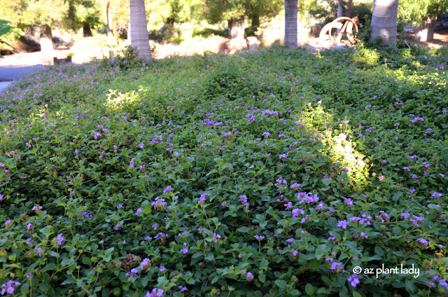 purple trailing lantana(Lantana montevidensis)