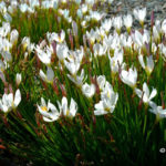 Rain_lily_Zephyranthes_candida