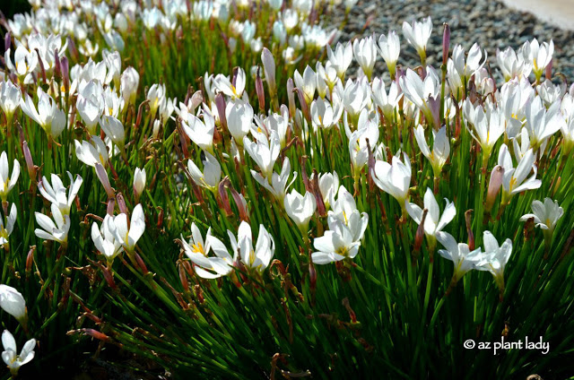 lilies add beauty to the gardens 