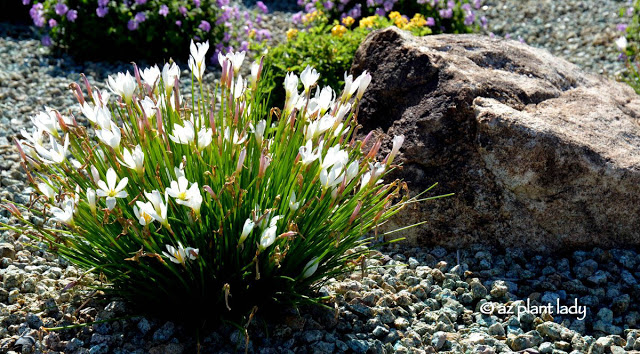 lilies in fall