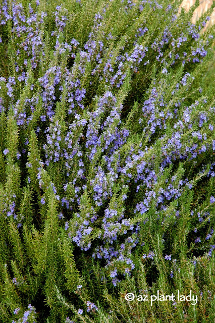 rosemary shrub for making herb salt