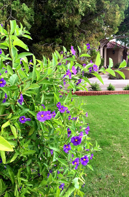 vibrant purple flowers