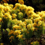 Turpentine bush(Ericameria laricifolia)