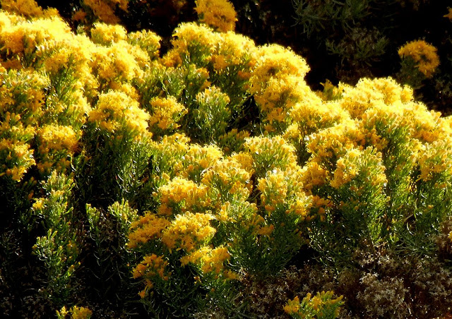 Turpentine bush(Ericameria laricifolia)