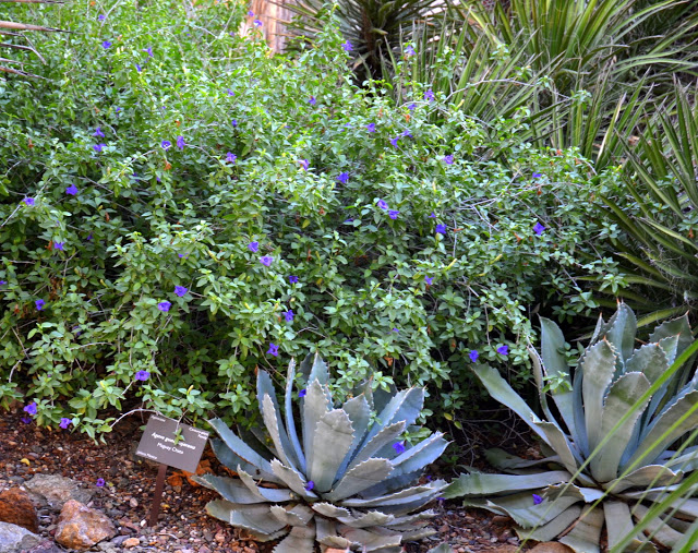 Purple Blooms for the Fall Garden