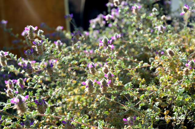 Creeping Indigo Bush (Dalea greggii) is a groundcover, which flowers in spring and fall, is drought tolerant, thrives in full sun and is hardy to 10 degrees F. Still in bloom in November