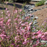 flowering_pink_fairy_duster_Calliandra_eriophylla