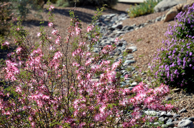 Pink Fairy Duster (Calliandra eriophylla) flowers in spring and fall, is extremely drought tolerant, thrives in full sun and is hardy to 10 degrees F. Still in bloom in November