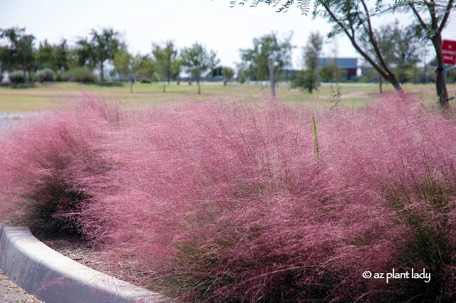  Pink Muhly (Muhlenbergia capillaris) is an ornamental grass that flowers in fall, is drought tolerant, thrives in full sun to filtered shade and is hardy to 0 degrees F. Still in bloom in November