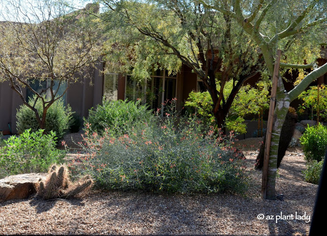 Moderately Drought Tolerant Water Saving Landscape