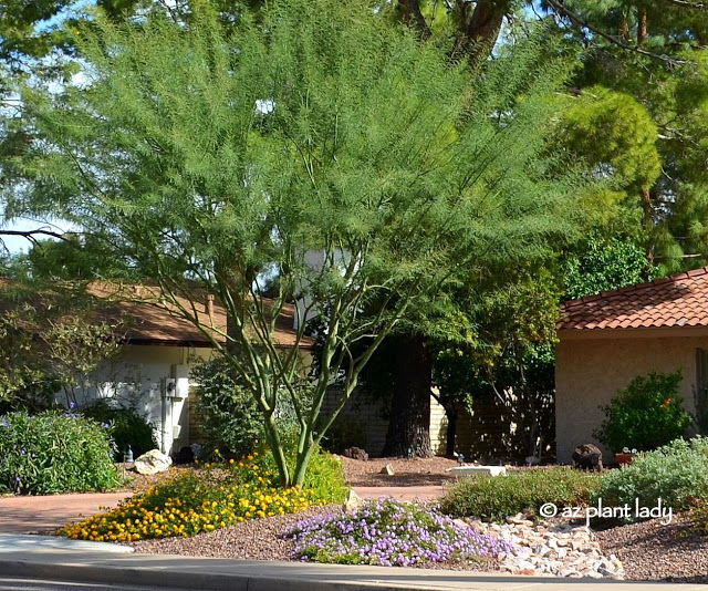 Drought Tolerant Water Saving Landscape