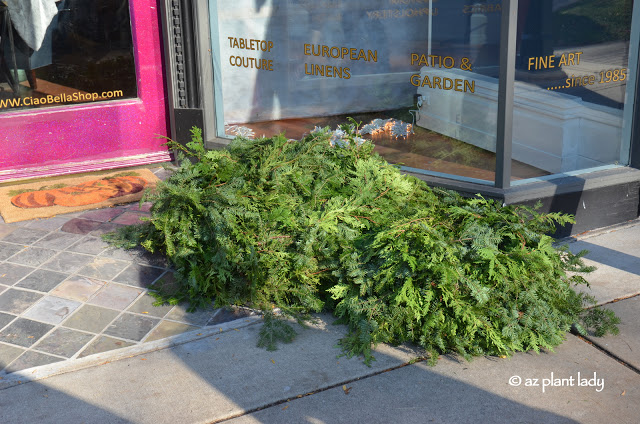 Yes, those are live greens, which they use to decorate with. 