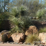 Flicker_House_yucca_grasses