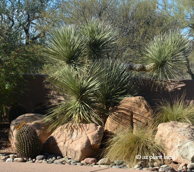 Yucca growing among boulders.