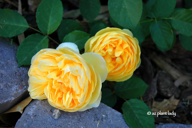 David Austin rose