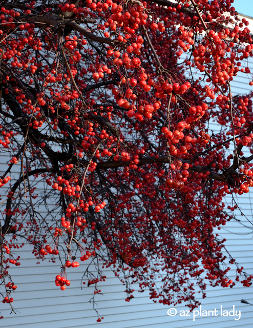 red berries