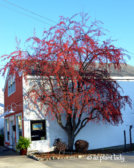 red berries