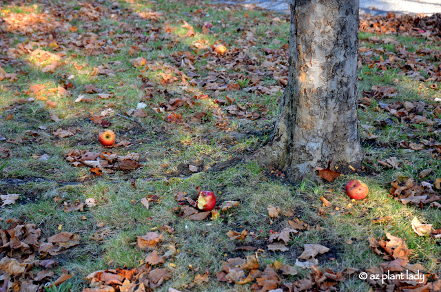 fallen apples