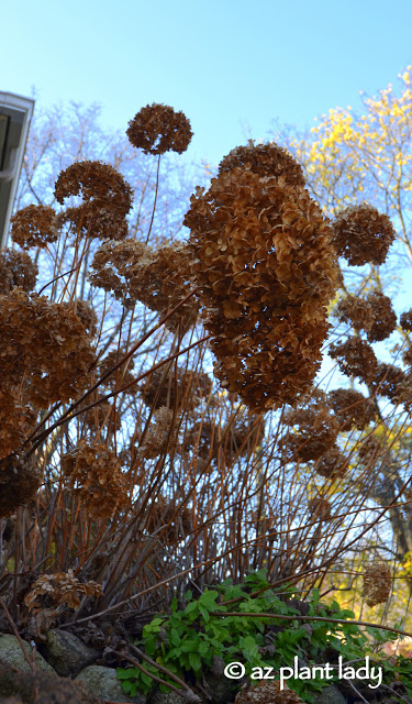 Dried hydrangea flowers