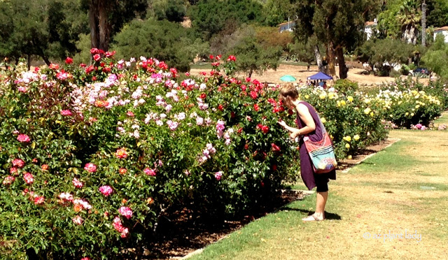 Stopping to smell the roses in Santa Barbara, CA.  love affair for roses