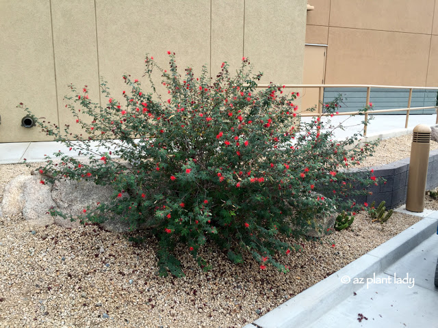 Calliandra californica